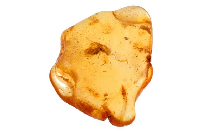 Unique Amber inclusion