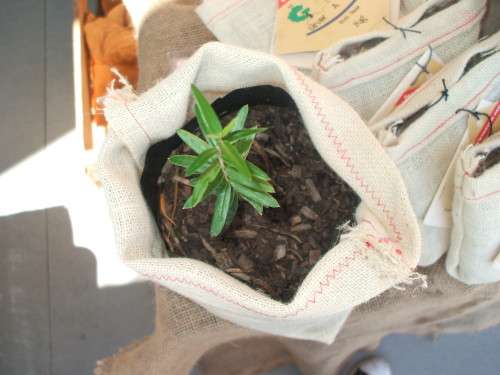 Coral tree or Wealth Tree, Grow a Tree in a Bag - Perfect Gift, DIY kit for a tree !