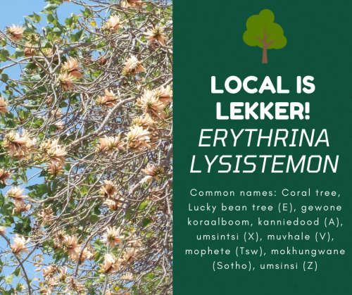 Coral tree or Wealth Tree, Grow a Tree in a Bag - Perfect Gift, DIY kit for a tree !