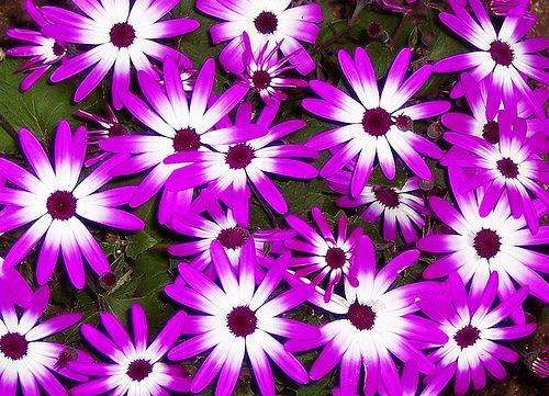 5273 Piece Glass Beads