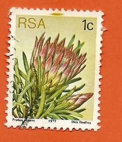 1977 South African Protea Repens - 1c