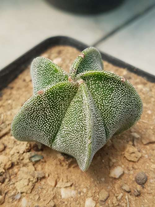 Astrophytum