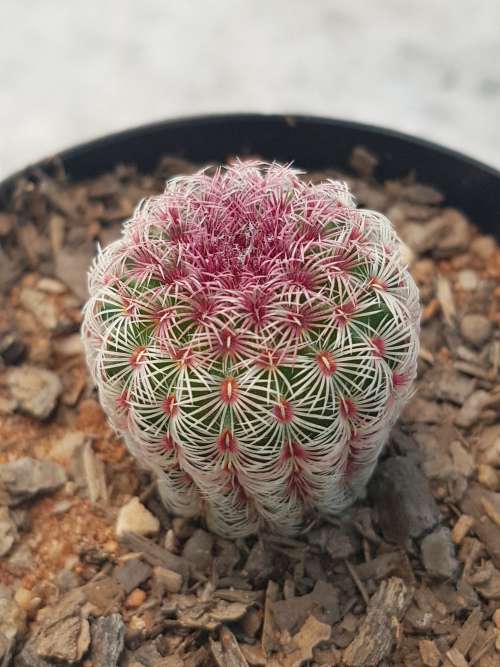 Cactus 4