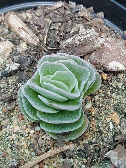 Crassula