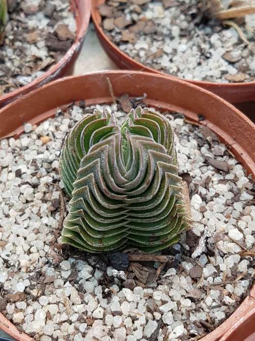Crassula cv. BUDDHA'S TEMPLE
