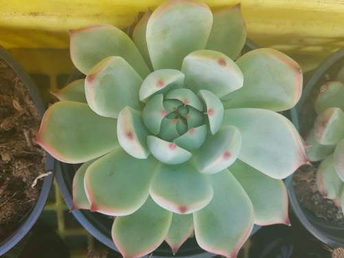 Echevaria 2
