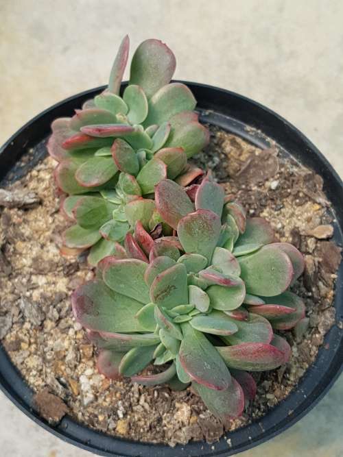 Echeveria crested