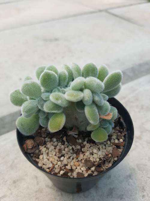 Echeveria pulvinata 'Frosty' Crested