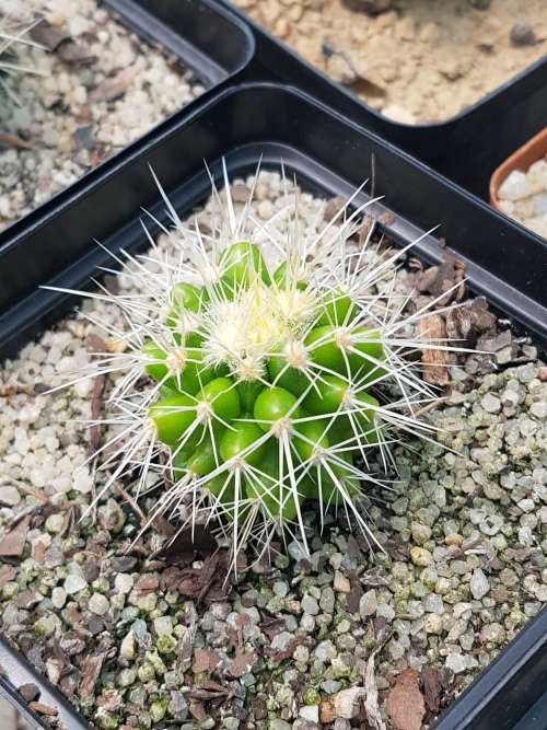 Echinocactus grusonii white spines