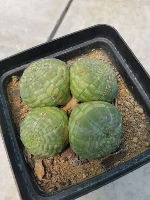 Euphorbia obesa 4 heads