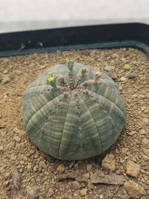 Euphorbia obesa