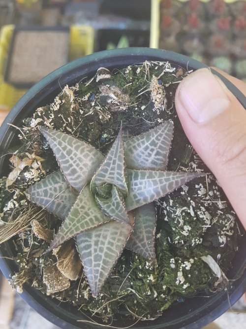 Haworthia tessellata