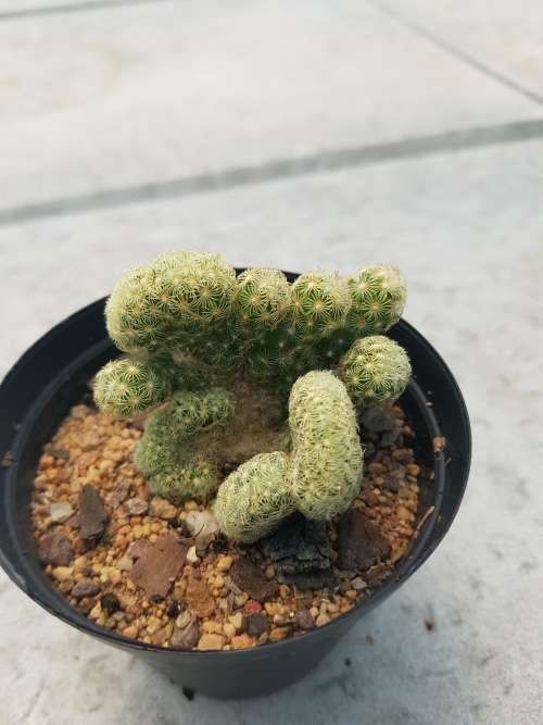 Mammillaria elongata crest
