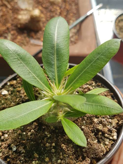 Pachypodium brevicaule