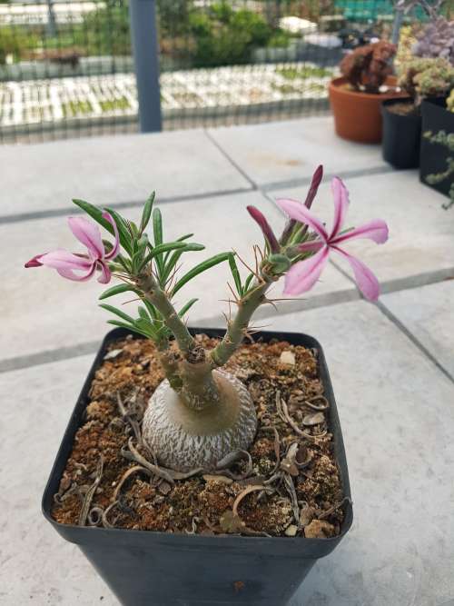 Pachypodium succulentum