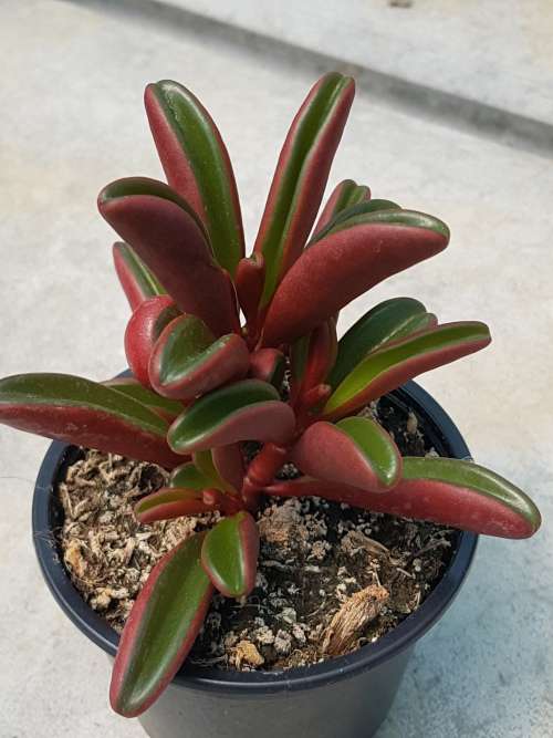 Peperomia graveolens