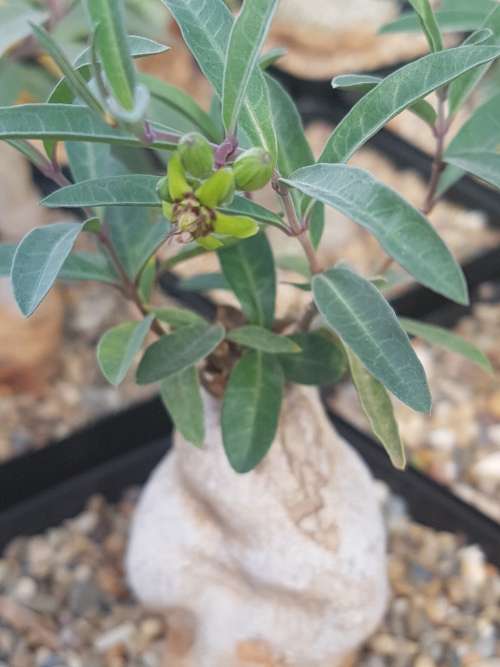 Raphionacme zeyheri 1