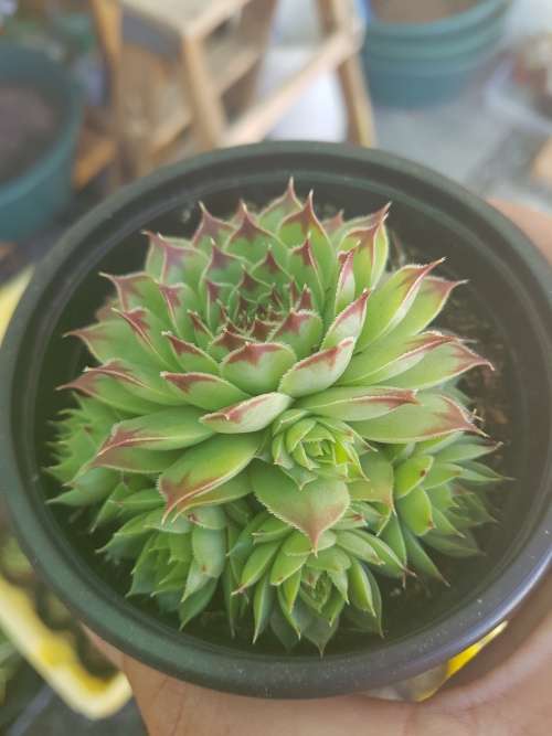 Sempervivum 2