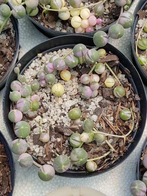 String of pearls variegated (Senecio rawleyanus)
