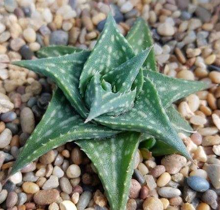 Aloe descoingsii
