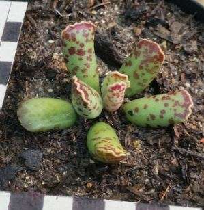 Adromischus cooperi