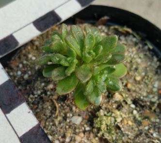 Aeonium sedifolium
