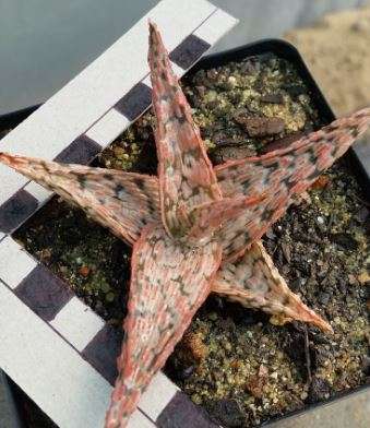 Aloe cv. Pink Blush