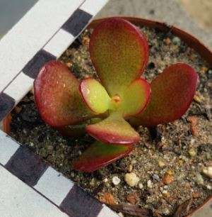 Crassula ovata minima