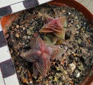 Crassula pagoda village