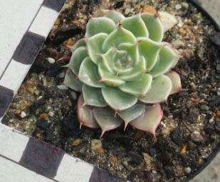 Graptoveria Margaretta Ripper