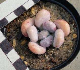 Pachyphytum oviferum