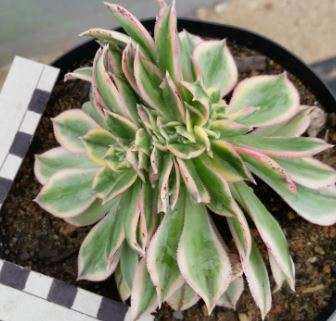 Aeonium sunburst crested