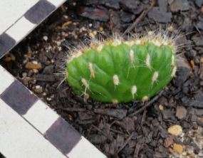 Cactus crested