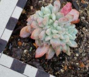 Pachyveria scheideckeri (crested form) small