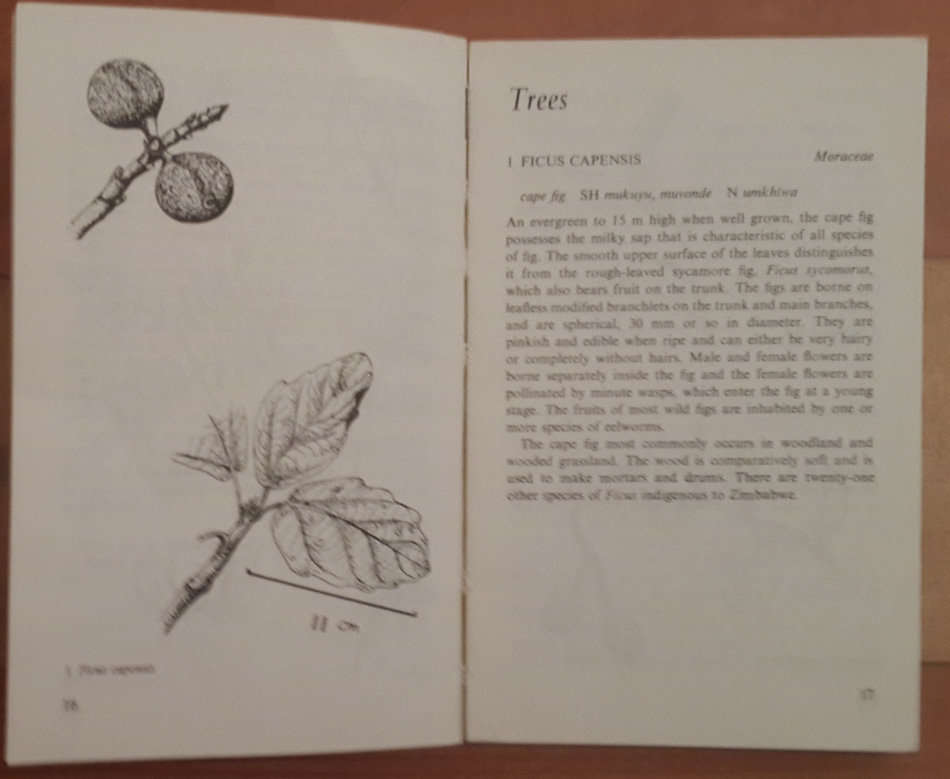 The Bundu Book of Trees, Flowers and Grasses of Central Africa. Bundu Book 1