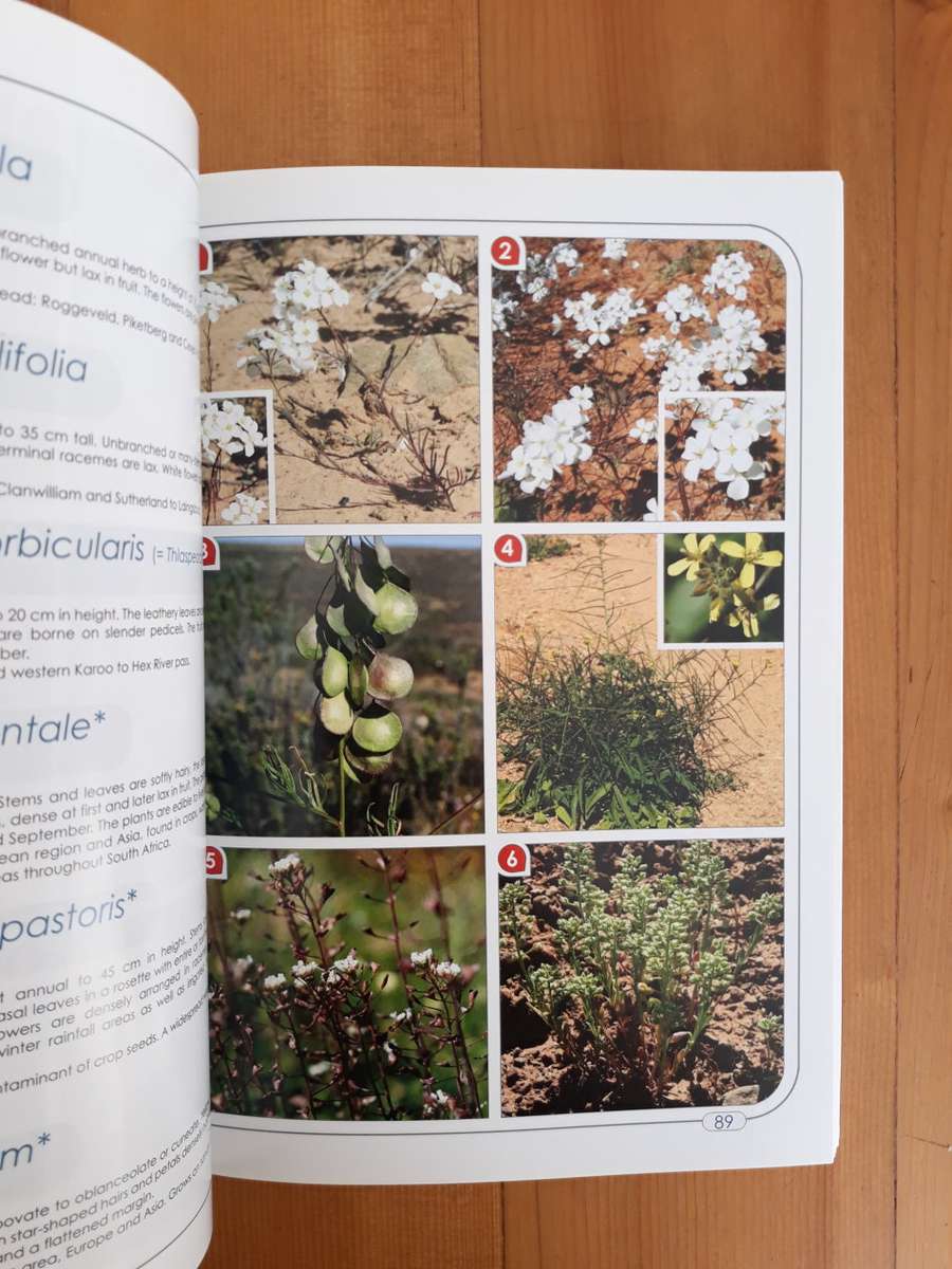 Wildflowers of the Roggeveld and Tanqua