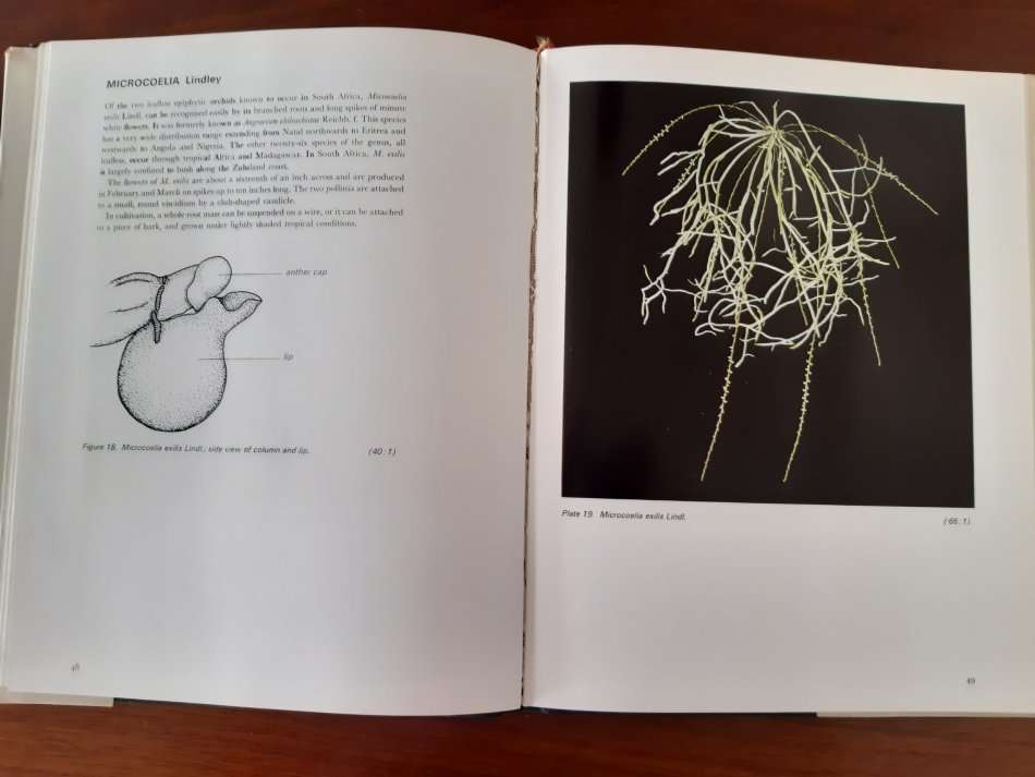 An introduction to South African orchids