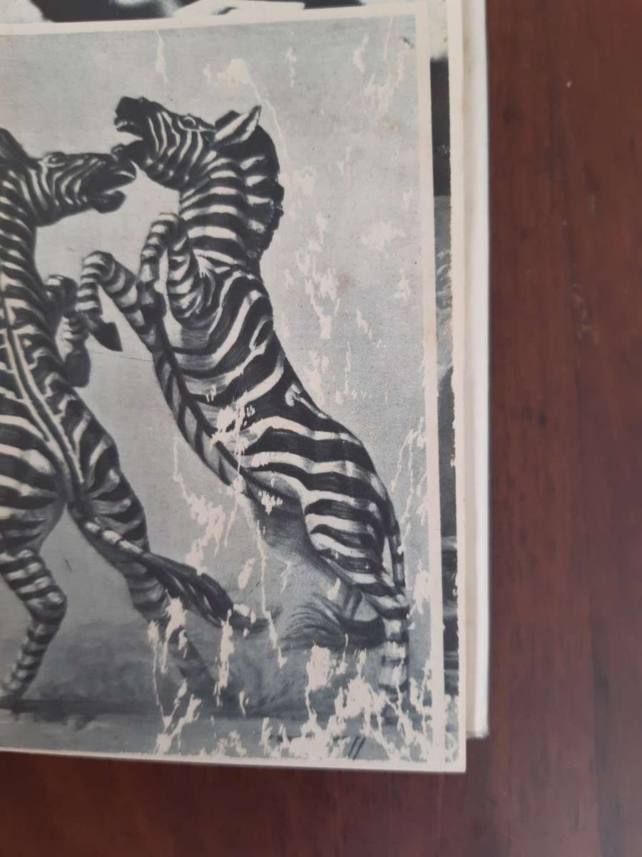 Pigeon's Luck - Tretchikoff