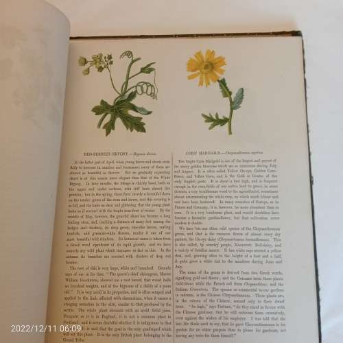 Wild Flowers - Anne Pratt (1853)