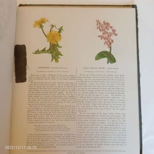 Wild Flowers - Anne Pratt (1853)