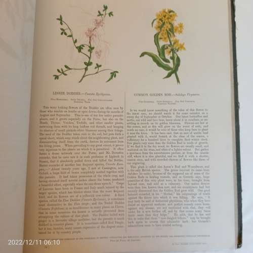 Wild Flowers - Anne Pratt (1853)