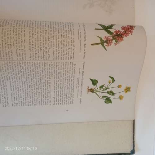 Wild Flowers - Anne Pratt (1853)