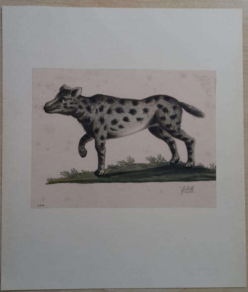 Animal Print removed from book - ready to frame