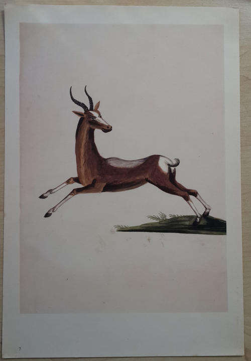 Animal Print removed from book - ready to frame