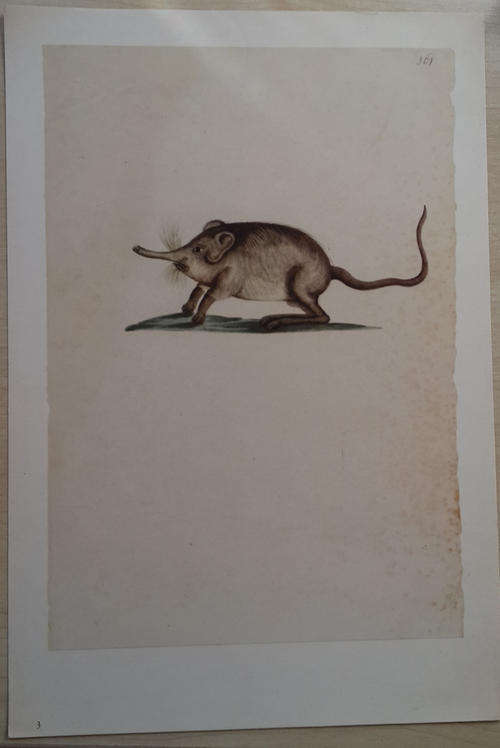 Animal Print removed from book - ready to frame