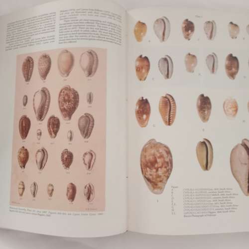 Burgess` Cowries of the world - C. M Burgess