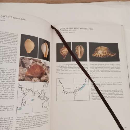 Burgess` Cowries of the world - C. M Burgess