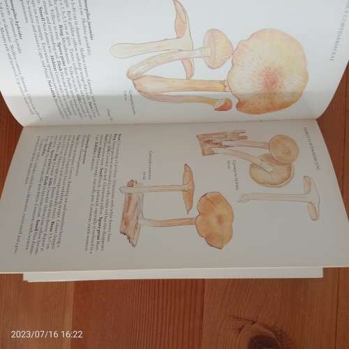 A Field guide to the mushrooms of South Africa - Hilda Levin, Simon Rappaport, Derek Mitchell