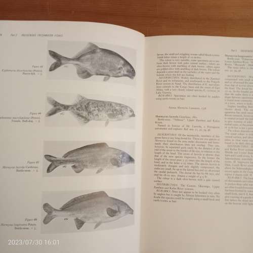Freshwater Fishes of Southern Africa - R.A. Jubb