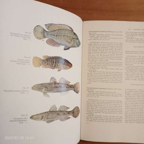 Freshwater Fishes of Southern Africa - R.A. Jubb